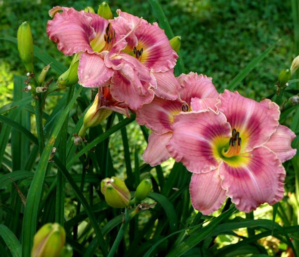 pink seedling best